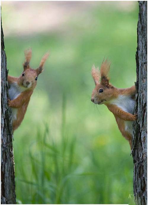 funny_animals_pictures_13.jpg