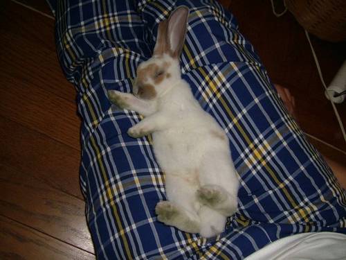 funny_animals_pictures_7.jpg