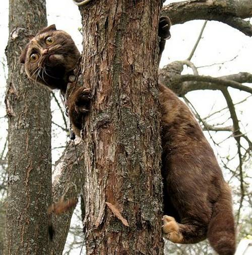 funny_animals_pictures_8.jpg