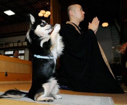 funny_japanese_pictures_19.jpg