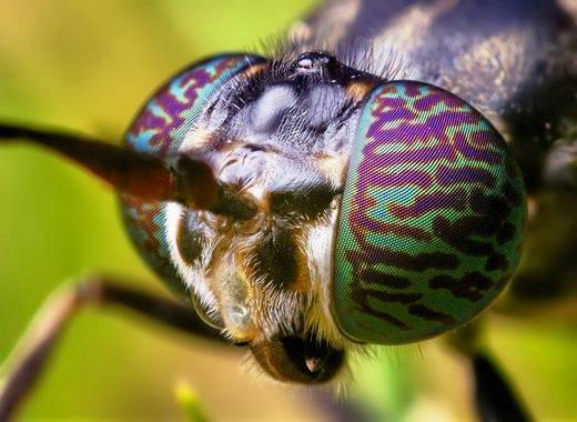 amazing_macro_photography_11.jpg