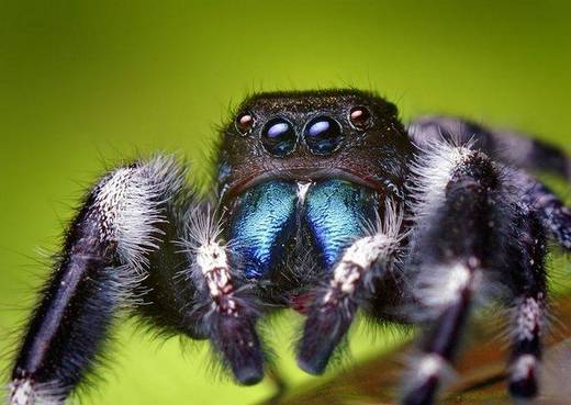 amazing_macro_photography_16.jpg