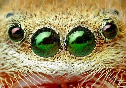 amazing_macro_photography_22.jpg