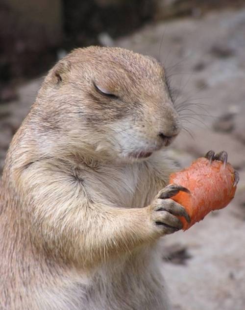 funny_animals_14.jpg