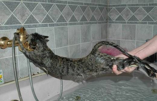 funny_bathing_cats_7.jpg