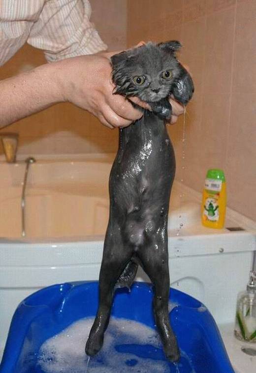 funny_bathing_cats_8.jpg
