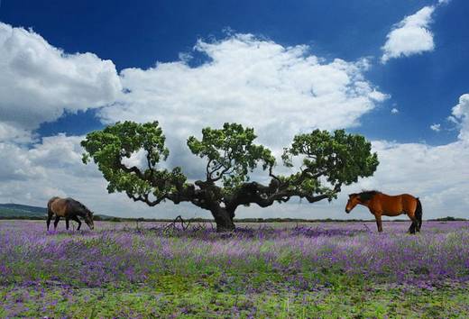 amazing_trees_3.jpg