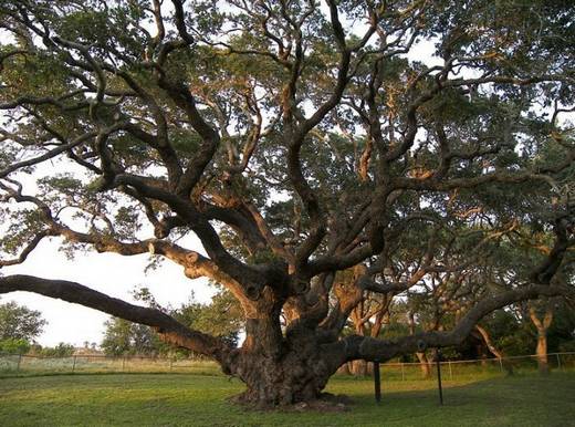 amazing_trees_4.jpg