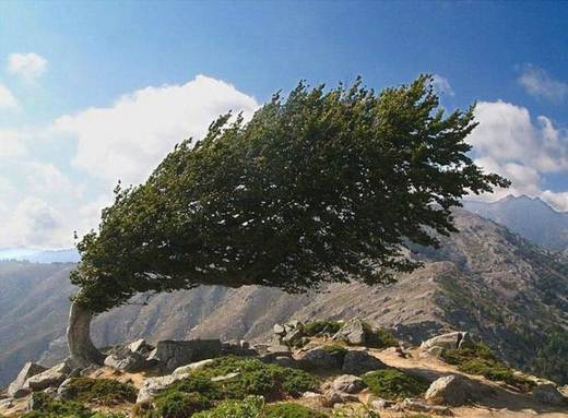 amazing_trees_5.jpg