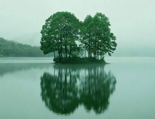 amazing_trees_7.jpg