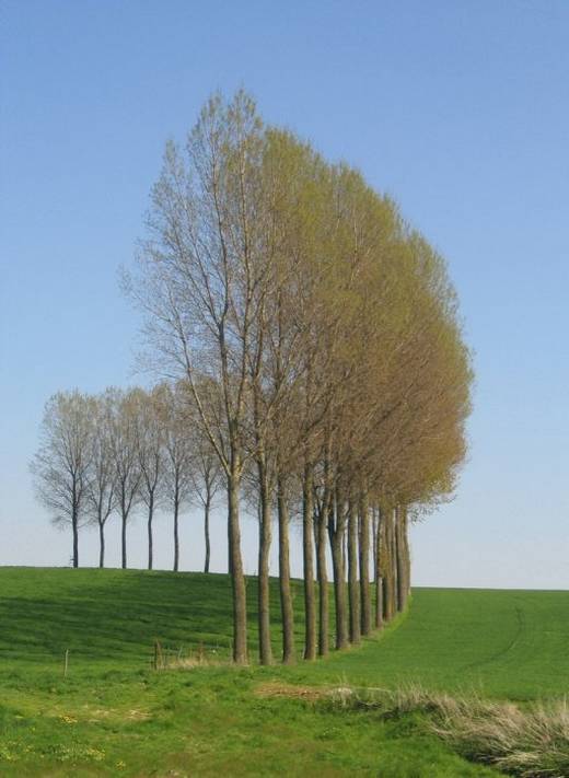 amazing_trees_6.jpg