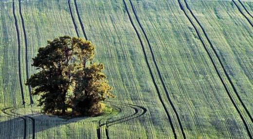 amazing_trees_11.jpg