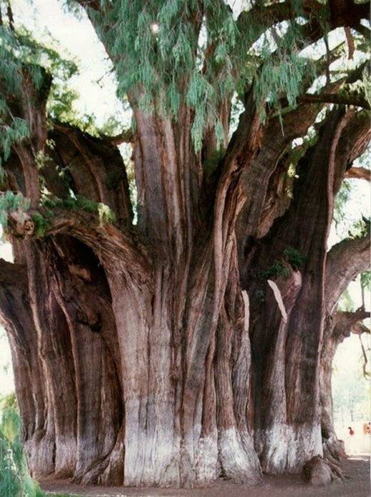 amazing_trees_12.jpg