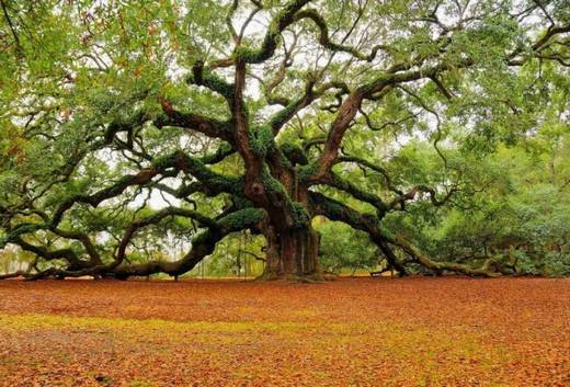 amazing_trees_22.jpg