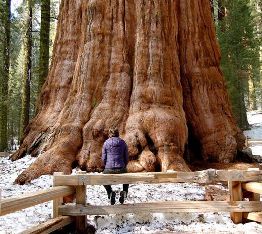 amazing_trees_25.jpg