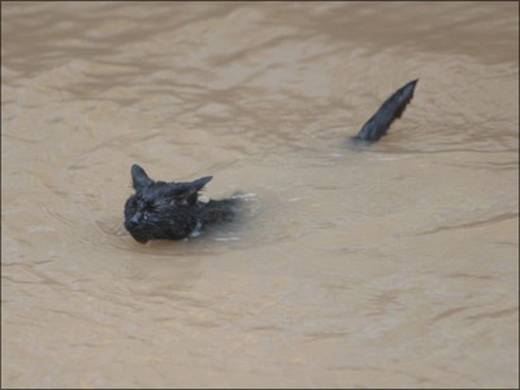 funny_swimming_cats_6.jpg