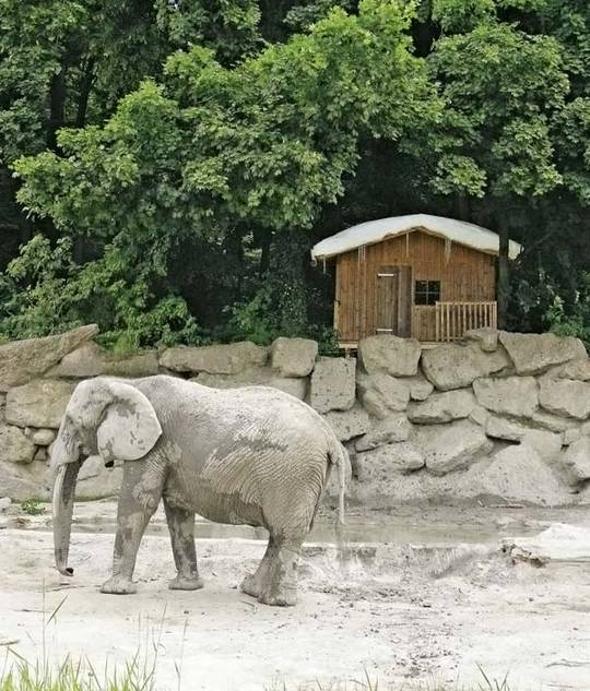 animals_and_nature_4.jpg