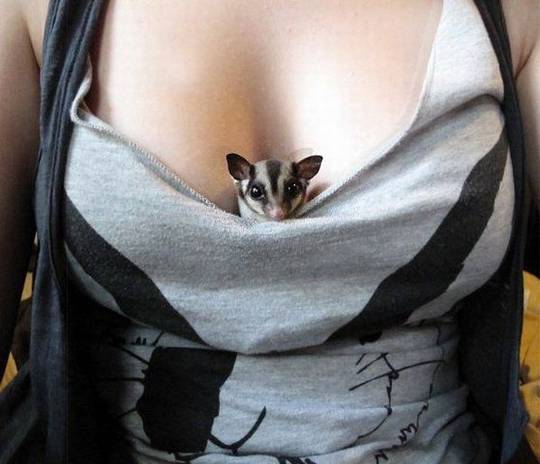 funny_animals_picture_11.jpg