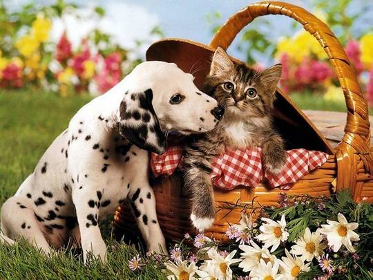 funny_cute_animals_34.jpg
