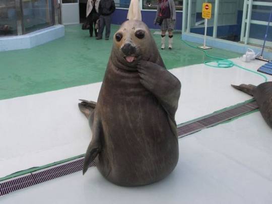 funny_animals_pictures_06.jpg