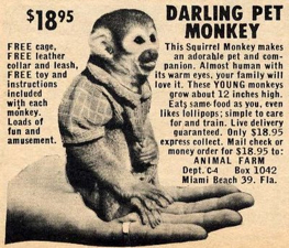 darling-per-monkey.jpg