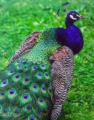 [peacock[4].jpg]