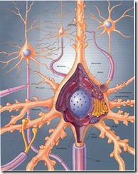 estructura_neurona