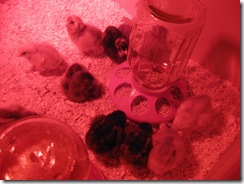 new chicks 11