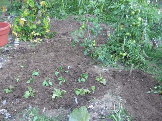 [garden round 2 10[2].jpg]