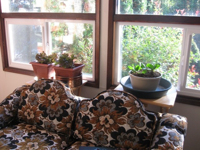 [living room garden 01[3].jpg]