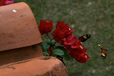IMG_3962.jpg
