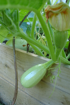 Young Spaghetti Squash