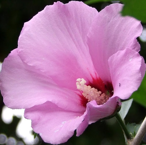Rose of Sharon - Hibiscus Syriacus