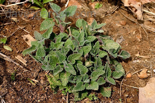Catnip (Nepeta Cataria)