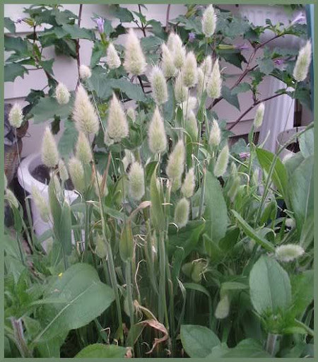 Bunny Tails