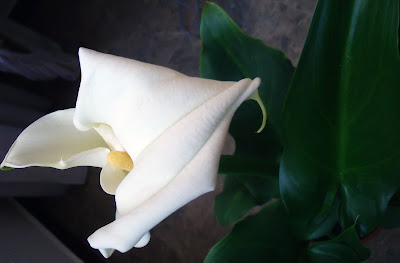 cala%20001 Un gran regalo: una cala blanca en planta