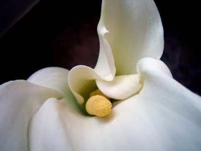 cala%20009 Un gran regalo: una cala blanca en planta