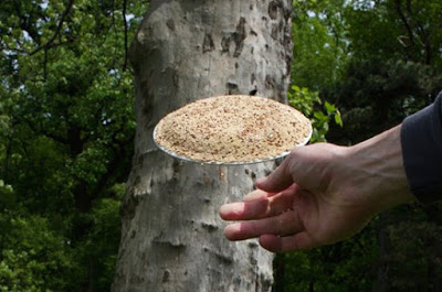 Platos biodegradables en segundos br03 Platos biodegradables en segundos