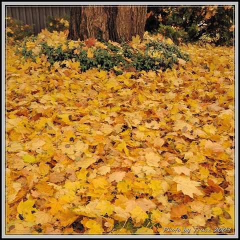 [photobytrusz_woodycrest_oct30_2009_005[2].jpg]