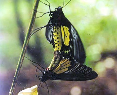Post image for Bandilaan Butterfly Farm