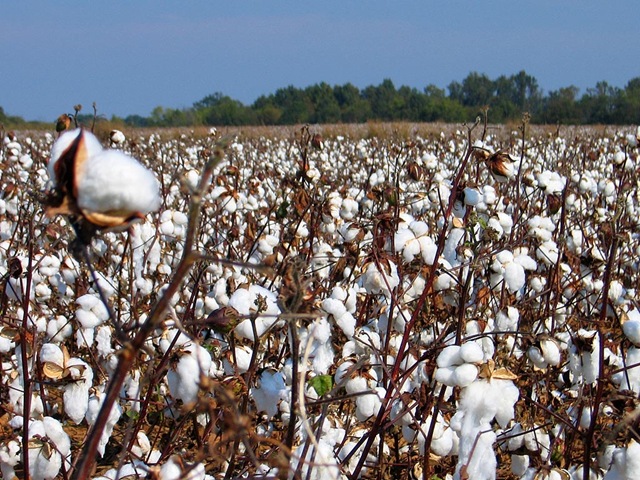 [mississippi_cotton_large[4].jpg]