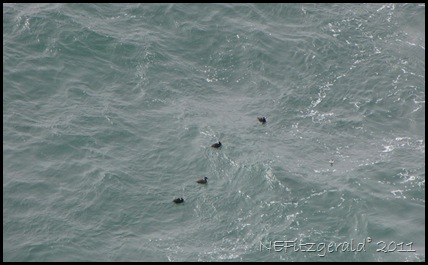 IMG_5890 SurfScoters