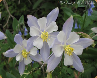 Bouquet_of_Columbines Bouquet_of_Columbines