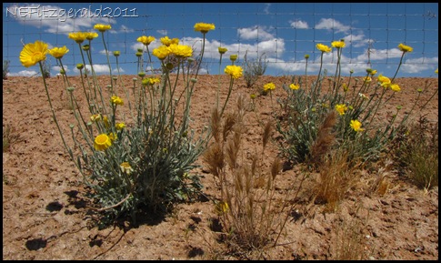 DesertMarigold 