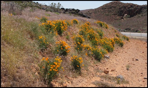RoadsidePoppies RoadsidePoppies
