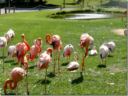 1289-Flamingo