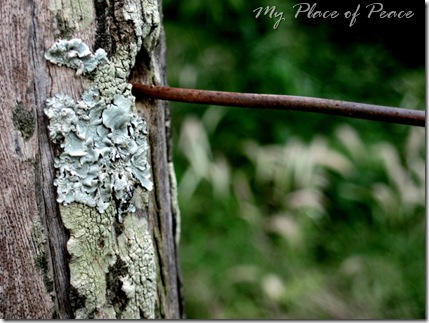 Fence Post and Spider Web Small