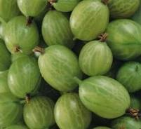 [Green Gooseberries.png]