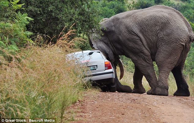 [Elephant-and-car2.jpg]
