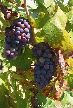[zinfandel-wine-grapes3.jpg]